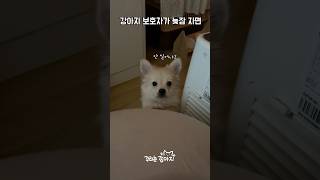 엄마가 늦잠 자서 서러운 #강아지  #shorts