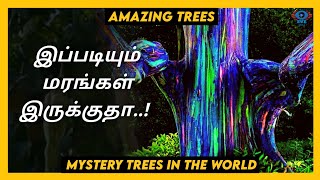 நீங்கள் இதுவரை பார்க்காத சில வித்தியாசமான மரங்கள் | Amazing Trees In The World |Tamil |EYE MEDIA|