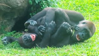 小金剛Jabali與媽媽玩得好開心👶🏻🦍💕Jabali had a great time with mum#金剛猩猩 #gorilla