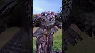 Buzzard (Buteo buteo) takes a shower 🦅🚿