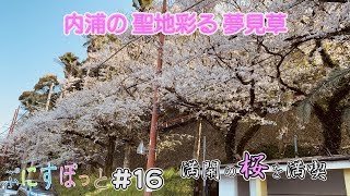 聖地に咲き誇る、満開の桜に見蕩れる…【ぷにすぽっと#16 内浦の桜編】