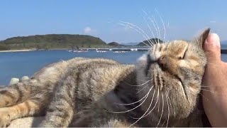 防波堤の猫島の子猫が強烈に甘えて来て可愛い過ぎてワロタcutecat猫動画