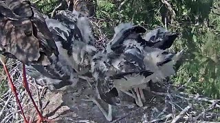 Melnais stārķis~Grafiene brings lunch for the storklets~1:49 PM 2021/07/21