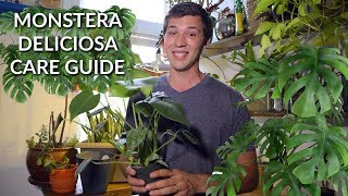 Monstera Deliciosa Care Guide 🌿 EVERYTHING YOU NEED TO KNOW!