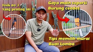 KUPAS RAWATAN HARIAN DAN LOMBA MURAI BARU JUARA ‼️ DAN TIPS MEMILIH MURAI BATU