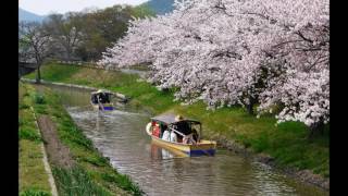 元祖近江八幡水郷めぐり(2016さくら総集編）