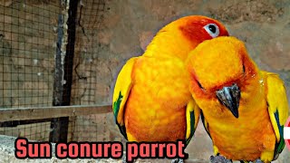 Sun conure on of the most beautiful parrots in the world Sun conure birds breeding season .2023..