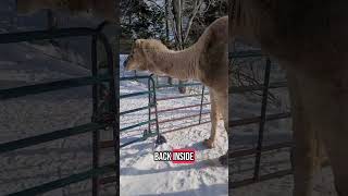 Camel loves his home #camel #dromedary #winter #farm #animals #happy #home