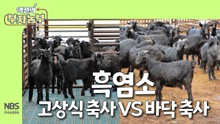 [역전의부자농부 290회] 흑염소 고상식 축사 vs 바닥 축사