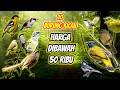 10 Burung Kicau Murah Harga Dibawah 50rb