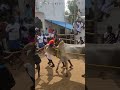 mulakkadu jallikattu alapparai jallikattu trendingshorts 🔥🔥🔥