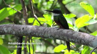 Observação de Aves na Estância Mimosa Ecoturismo