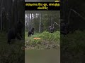 🤣கரடியையே ஓட வைத்த ஸ்பிரே🤣 | A man escape from bear | wild animal bear | vaalu tv | வாலு டிவி