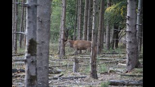 Edelhert Hubertus Hoge Veluwe