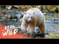 Searching For The Rarest Bear On Earth | Moksgm'ol