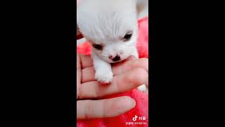 little puppy 抖音上遇到的可爱的小狗狗