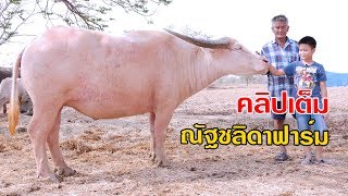 ควายไทยเงินล้านเลี้ยงควายงาม ลุงยูร ณัฐชลิดาฟาร์ม 063-6624859 นครสวรรค์ EP315 | เต๋อพาเที่ยว