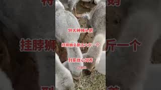 #狮头鹅 #原种一号狮头种鹅 #狮头鹅苗孵化厂  #animals