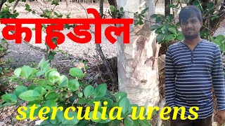 sterculia urens || kahndol || kulu || gond katira