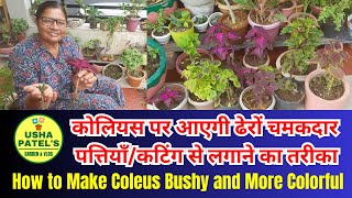 How to Make Coleus Bushy AND Colorful I कोलियस पर आएगी ढेरों चमकदार पत्तियाँ/कटिंग से लगाने का तरीका