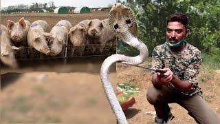 #spectacledcobra 😱Cobra at pork farm सूअरों के बाड़े में नाग का कोहराम।