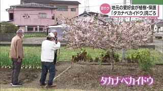 高鍋町とその周辺で見ることができる固有種「タカナベカイドウ」見ごろ