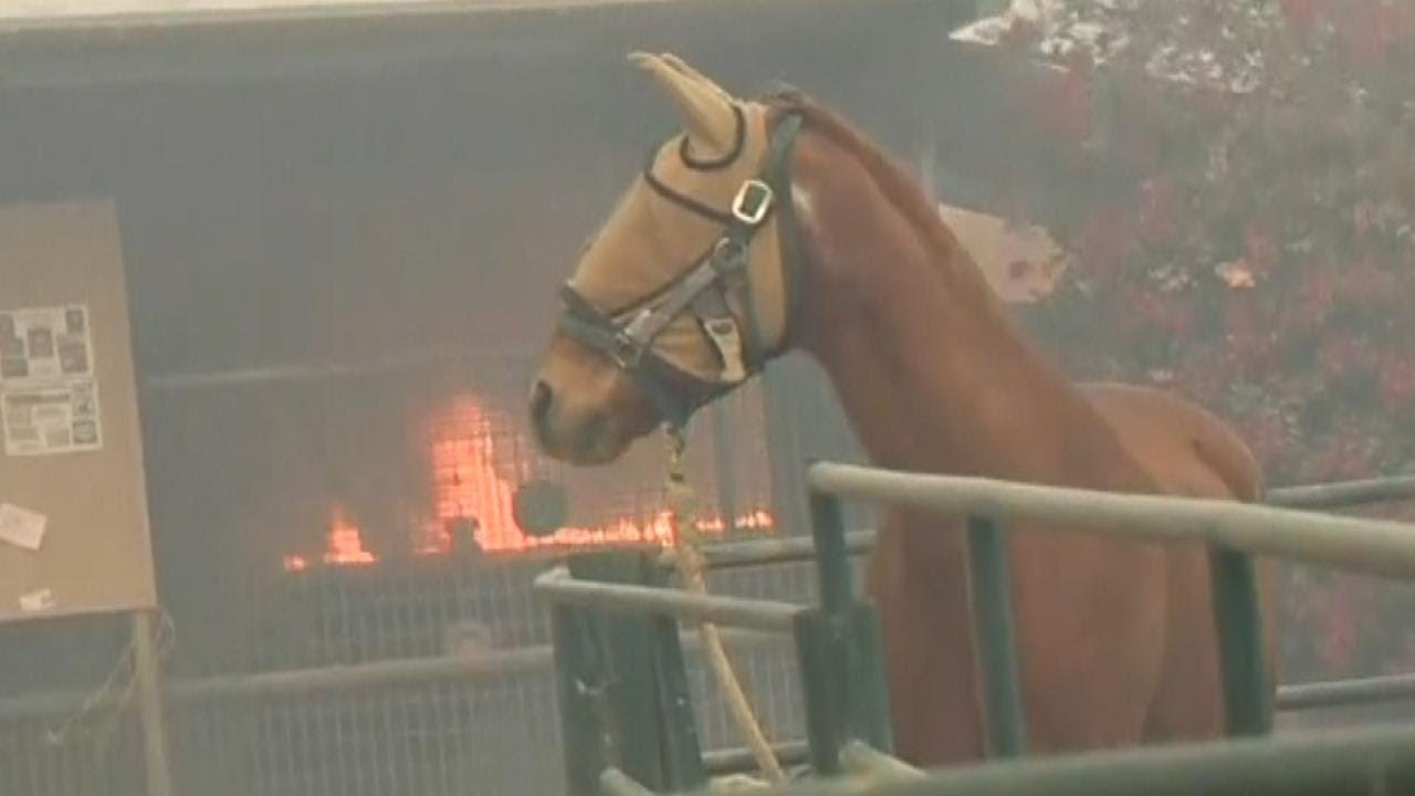 Horses Evacuated After Suffering Severe Burns From California Wildfires ...