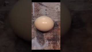 This is an ostrich egg....