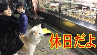 シェパード・#秋田犬・休日の過ごし方。美味い物食べよう冬だから