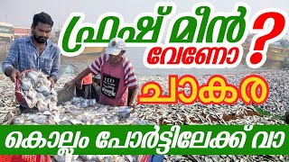 ചാകര ചാകര നല്ല ഫ്രഷ് മീൻ വേണോങ്കിൽ പോരെ..... #fish #fishing #fishingvideo #seafish