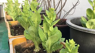 배추꽃이  피면  절대로 뽑아서  버리지 마세요 🙏🏻🌼😀