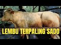 Anak Lembu Sado || Mandikan Lembu || Lembu Lemosin