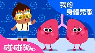 我們是肺  | 我的身體兒歌 | 碰碰狐PINKFONG