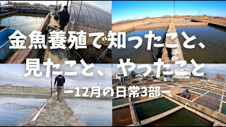 金魚養殖で知ったこと、見たこと、やったこと　-12月の日常3部-