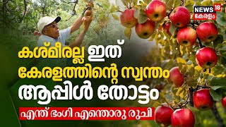 Kashmir അല്ല ഇത് Keralaത്തിന്റെ സ്വന്തം Apple Orchard; കാണാൻ സഞ്ചാരികളുടെ ഒഴുക്ക്, എന്ത് ഭംഗി | N18V