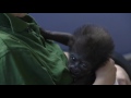 bristol s baby gorilla needs a name