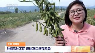 [中国三农报道]乡聚·尝鲜季 浙江慈溪：毛豆迎来采收季|农业致富经 Agriculture And Farming