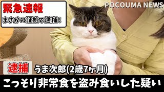 【速報！】非常用のご飯を盗んだ猫を緊急逮捕しました！