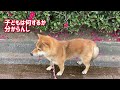 柴犬そら君　子どもが苦手