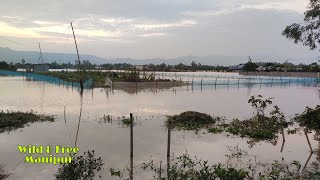 Farm turns Island | Heavy Pre Monsoon Rain | Flood at Kodompokpi Lamkhai, Manipur | Northeast India