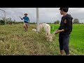 today uncle chai came to help take the cows out to eat grass while the sky was clear