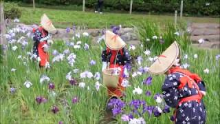 せせらぎ公園　花菖蒲の花柄摘み