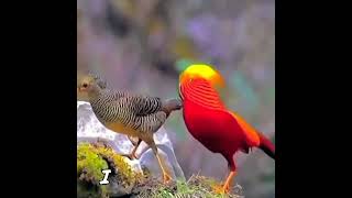 Beautiful 🥰 bird lover#short #shorts #trending #amazing #viral #birds