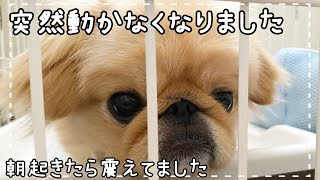 朝起きたら泣きながら震えてた愛犬。突然やってくる病。