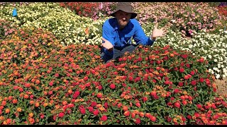 Trial Peeks - Bloomify Lantana