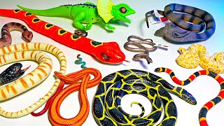New Snake Collection - Rattlesnake, Cobra, Coral Snake, Python, Brown Snake, Coiled Snake