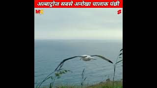 दुनिया 🌍 का सबसे अनोखा और चालाक पंछी ? 🕊️😍 Albatross Bird || MG #shorts  #bird  #albatross