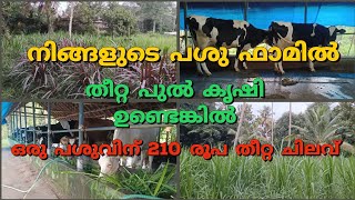 തീറ്റപ്പുൽ കൃഷി ചെയ്താൽ ഒരു പശുവിന് 210 രൂപ ചിലവിൽ ഫാം ലാഭകരമാക്കാം