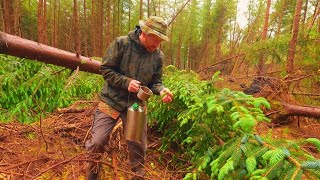 Spruce Needle Tea | Quick, Easy, and Healthy Bushcraft Drink