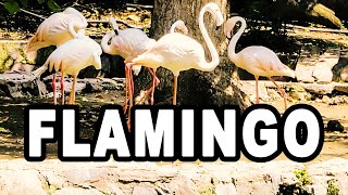 Beautiful White Flamingo Bird